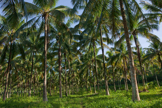 Kerala Plantations Majority Of The Population In Kerala Are Dependent Directly Or Indirectly On Agriculture For Their Livelihood The Main Crops Grown In The State Are Coconut Paddy Banana Mango Jackfruit Pepper